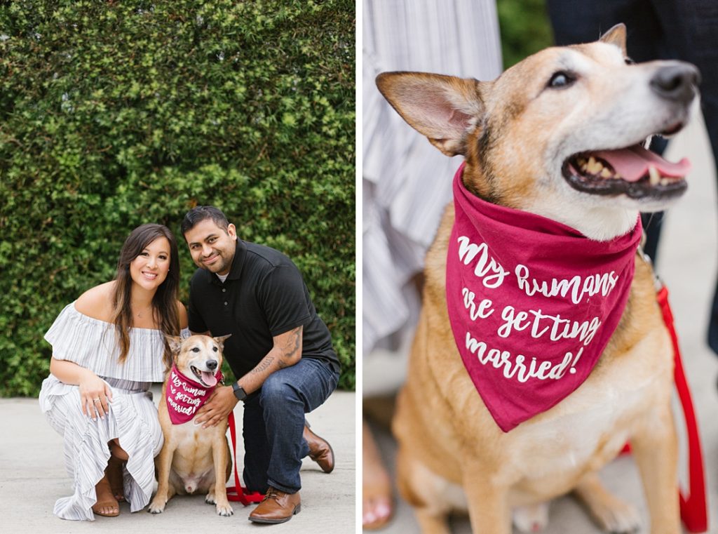 my humans are getting married dog bandana