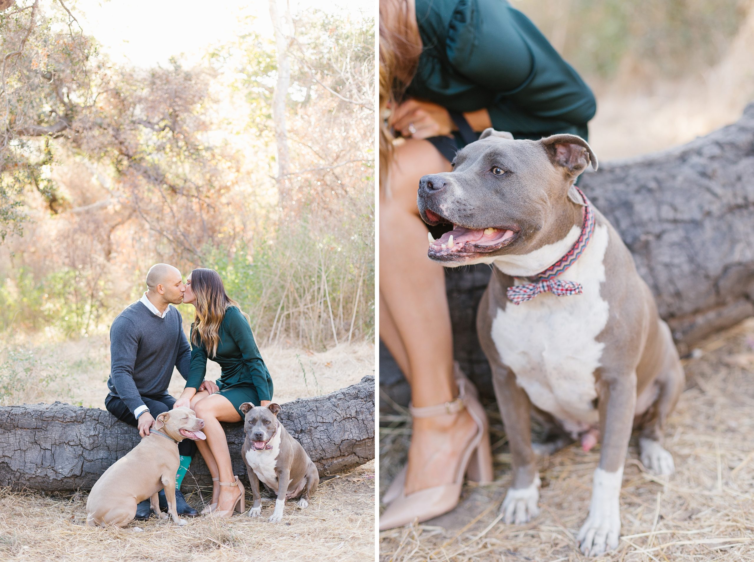pitbull poses for malibu engagement photos