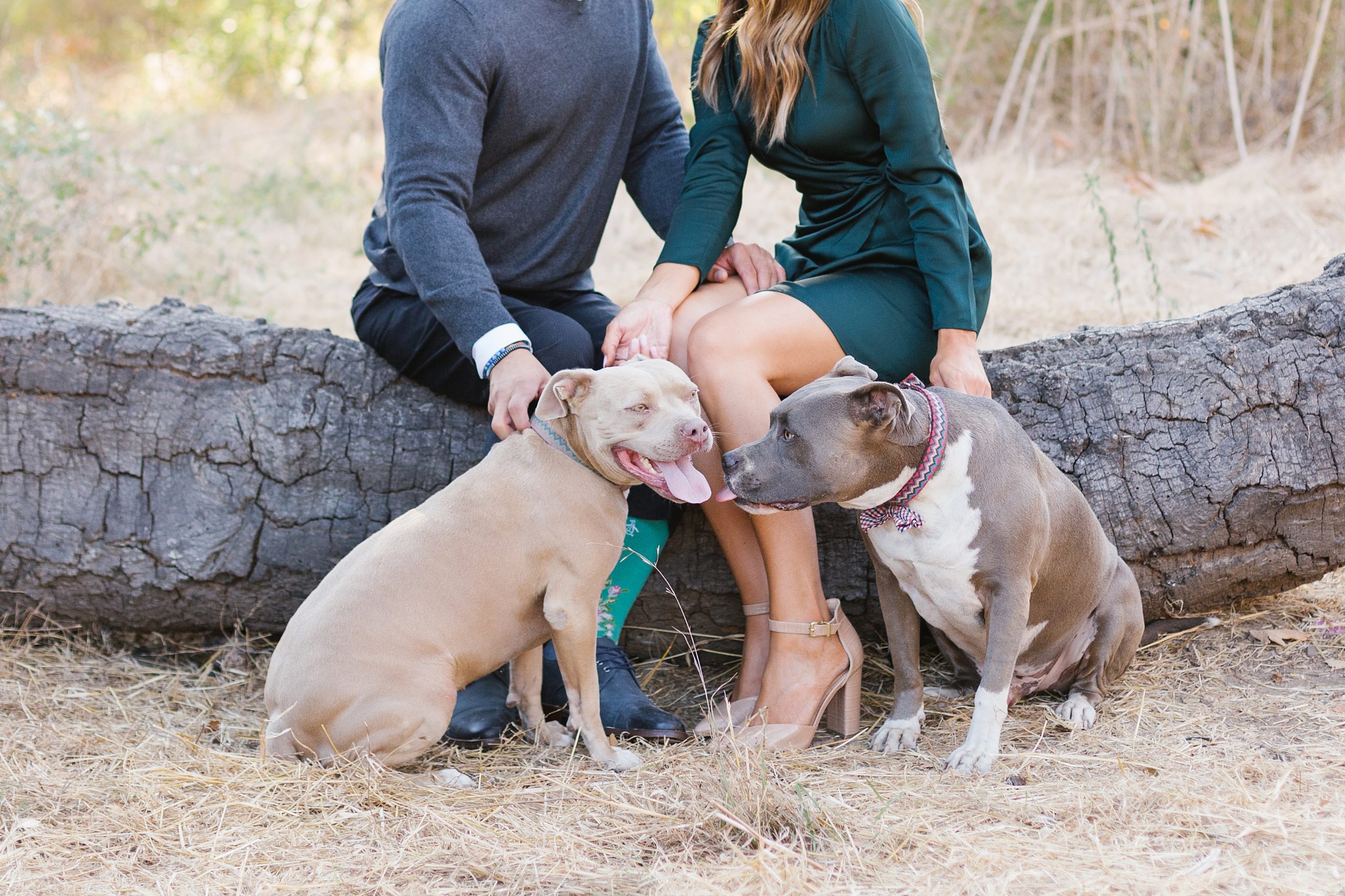 dogs at solstice canyon engagement session
